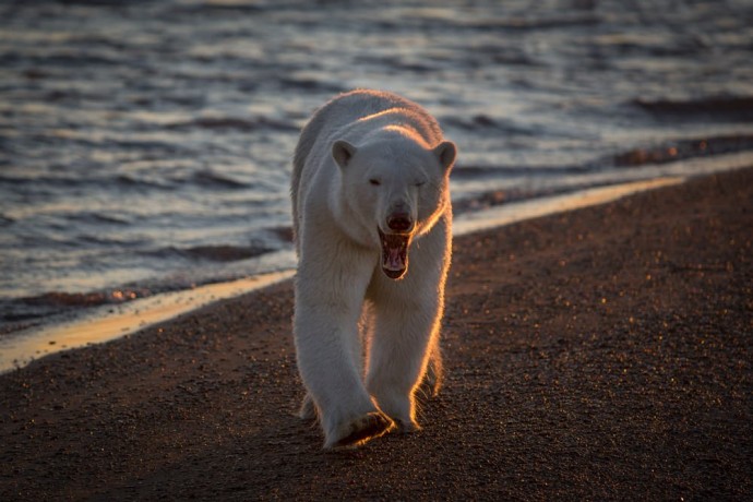 ultimate-alaskan-photo-safari-chulitna-wilderness-lodge-Steve Silber Chulitna Lodge in Lake Clark